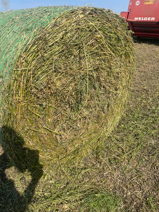 Vind baloți de lucernă foarte bună calitate