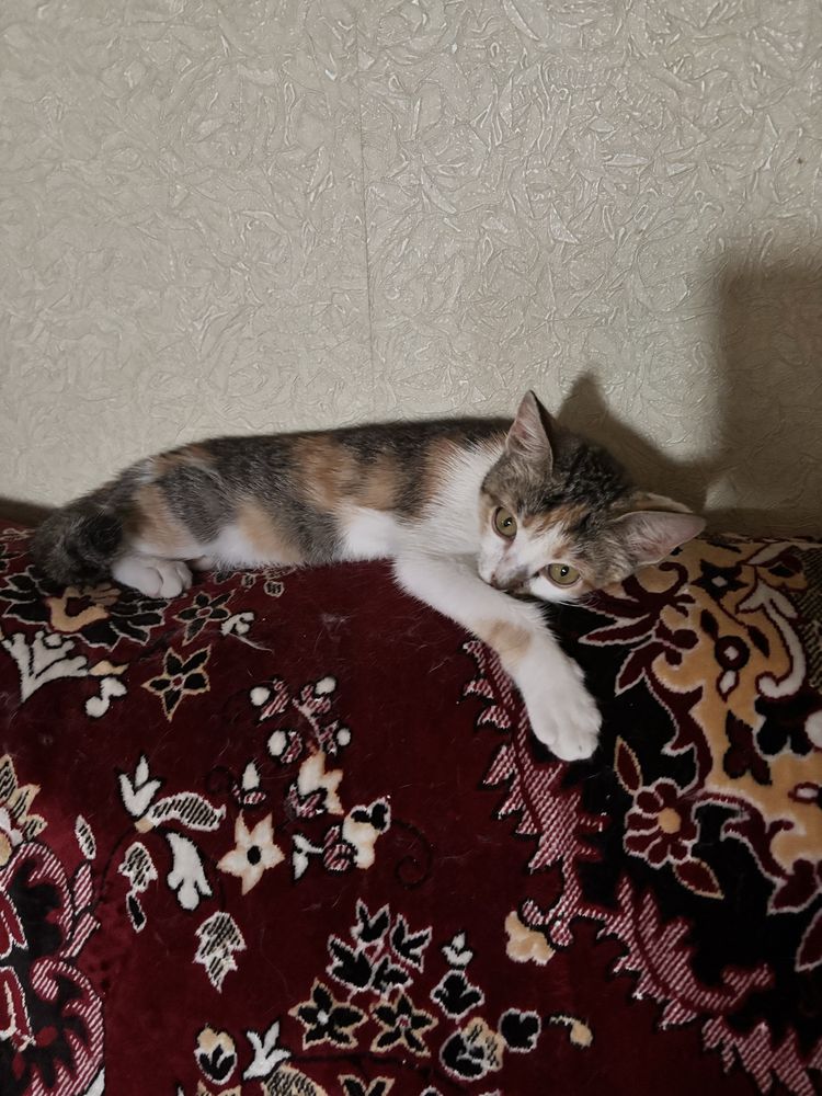 отдам кошечку  .
