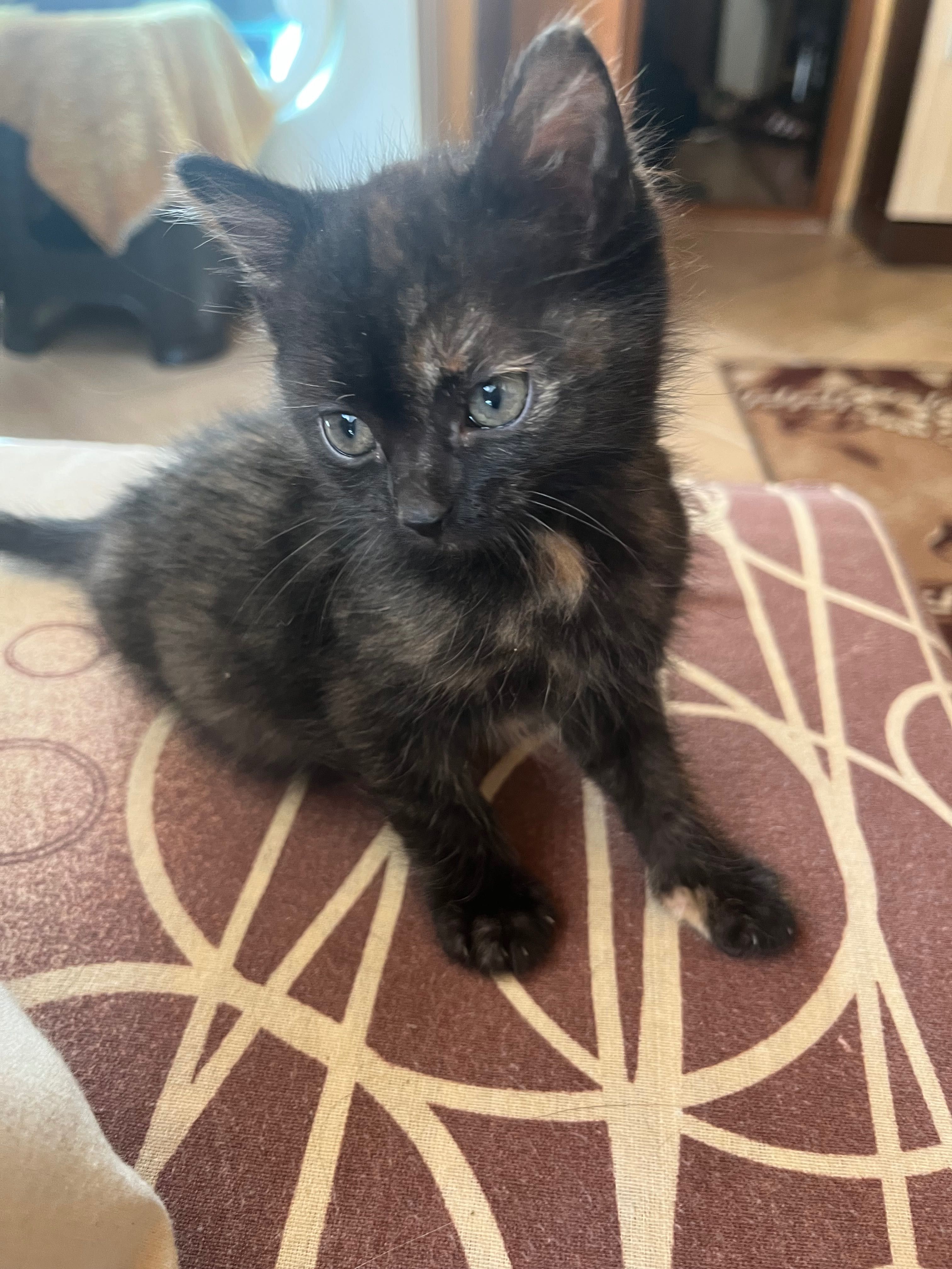 Подарявам котенца