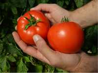 Разсад домати за пикиране 1️⃣2️⃣↔️1️⃣8️⃣ стотинки
