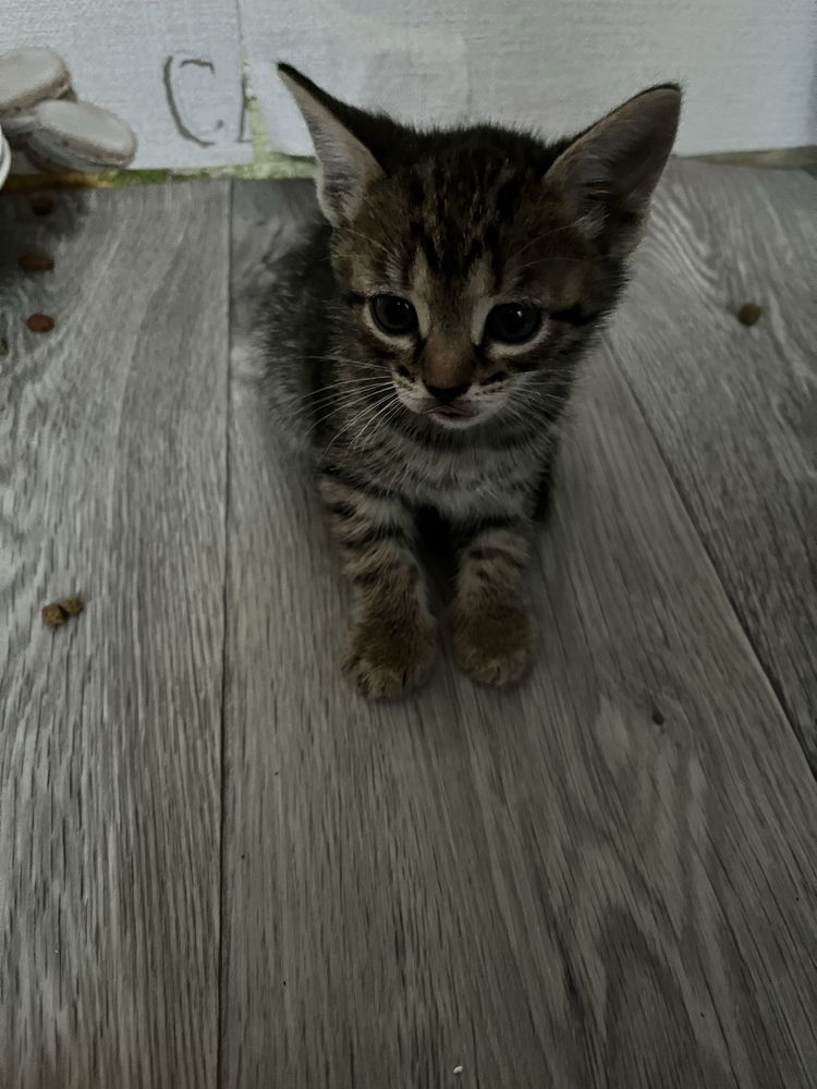 Отдам котят в добрые руки