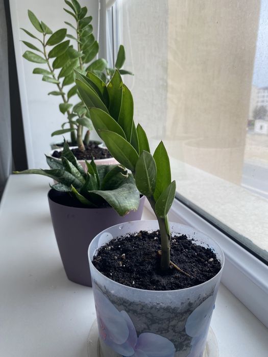 Комнатные цветы ,растения