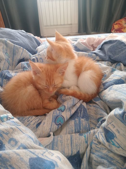 Котята бесплатно