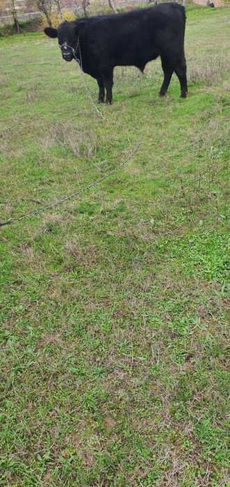 Абърдийн   ангус