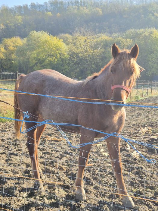 Vand manza de 1 an si 7 luni