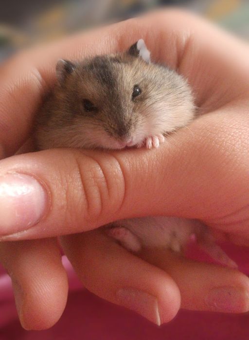 Джунгарские хомяки