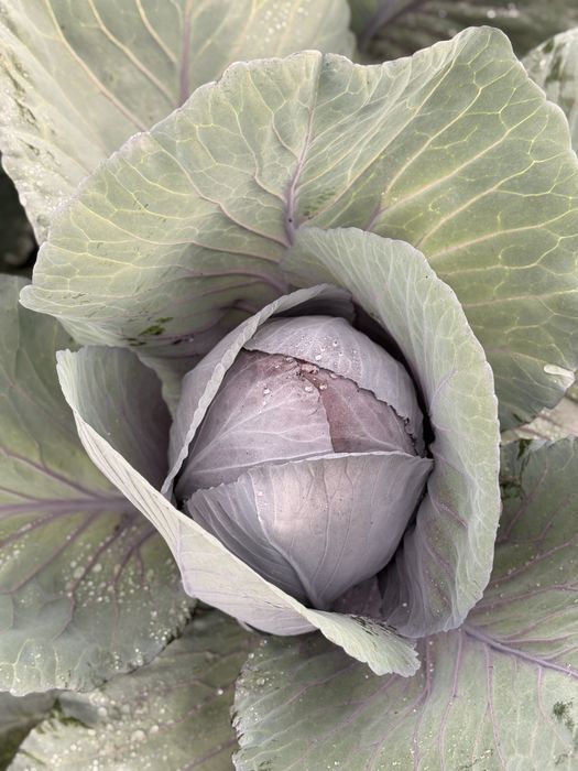 Varza rosie , greutate medie 2 kg