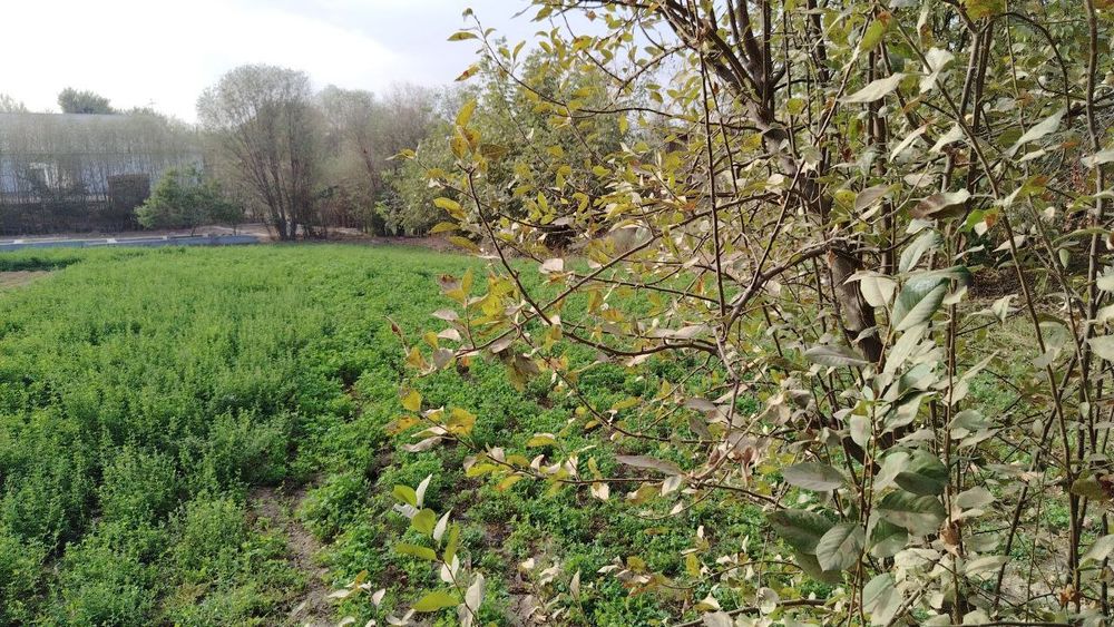 Yer asfalt yölni yuzida shaxarga yaqin suv zôr xosildor yer