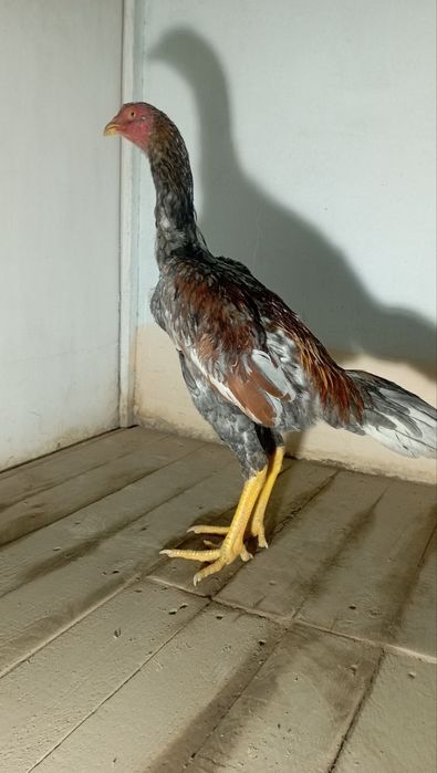 DAKAN xoroz JOʻJA sotiladi