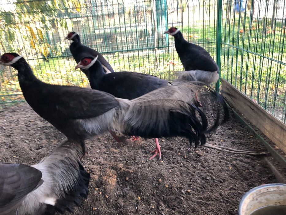 Vand fazan urecheat maro