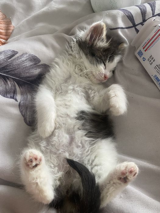 Ofer spre adoptie o pisicuta