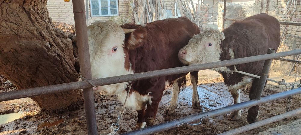 Boqma mollar. 65000 soʻm