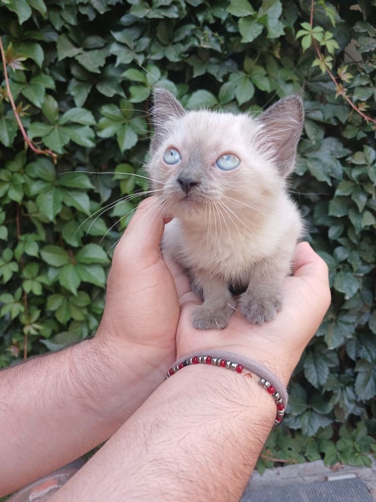 Пристраиваются котята