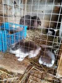 Зайци порода кочовати