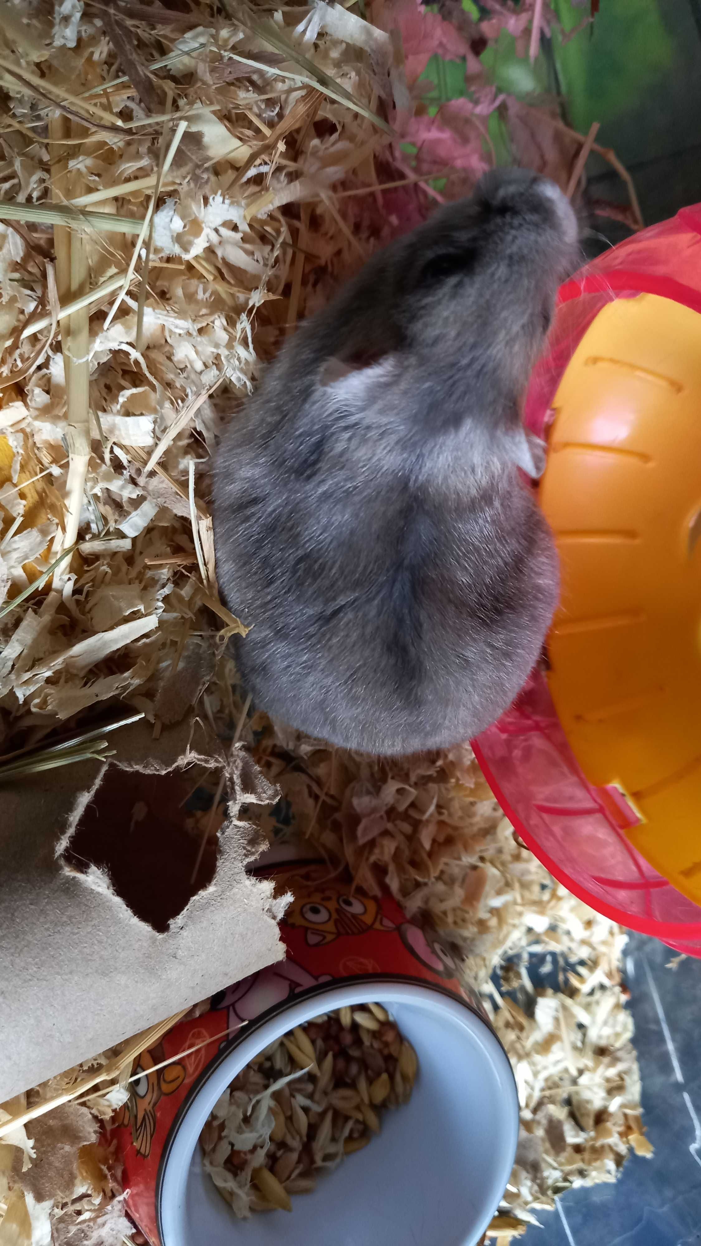 Pui hamsteri pitici Siberieni , blanzi, jucausi, adorabili
