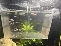 Vand puy guppy (DOAR FEMELE) (cititi descrierea)