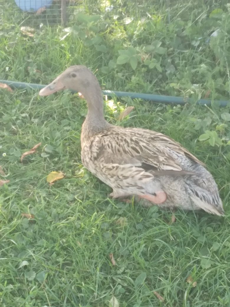 Rate indiene de vanzare