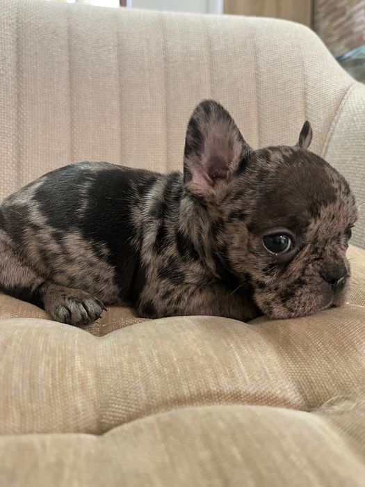 Bulldog francez merle baiat