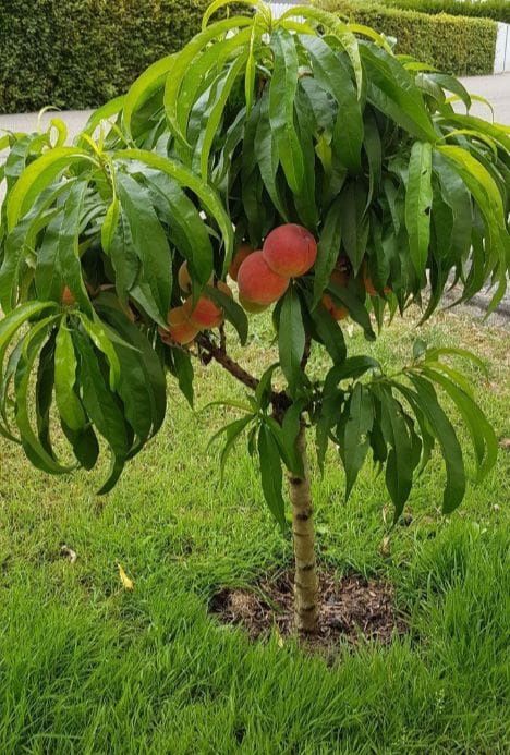 Pomi fructiferi pitici [Dwarf] soiuri de piersic