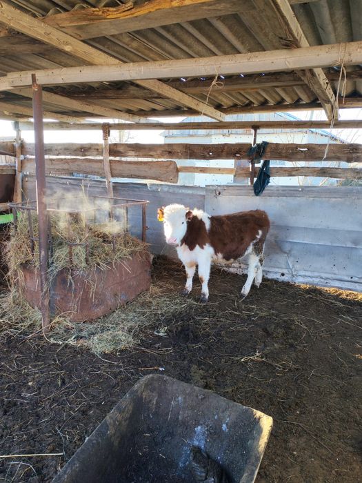 Продам быков 5 штук