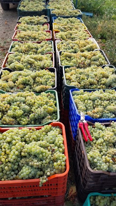 Muscat Ottonel, Sauvignon blanc, Tămâioasă