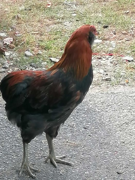 cocos araucana de vanzare