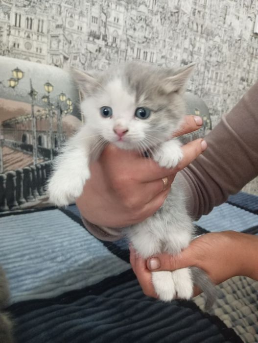 Красивые котята,отдам бесплатно.Добрым людям!