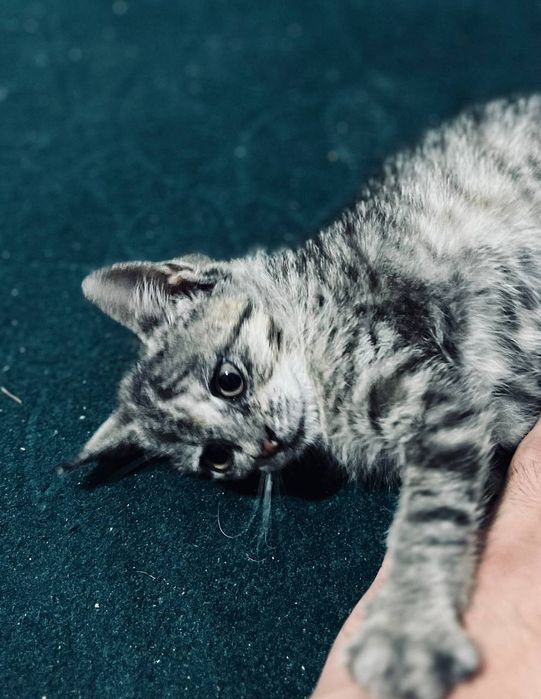 Mushukcha bepul beriladi