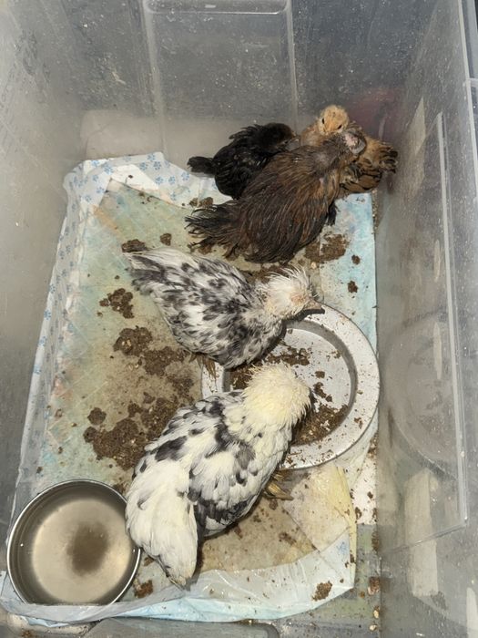 Struma Bantam: Pui motati si incaltati