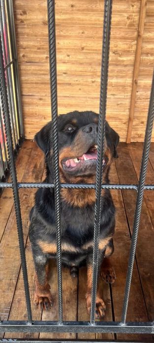 Продам Ротфейлера