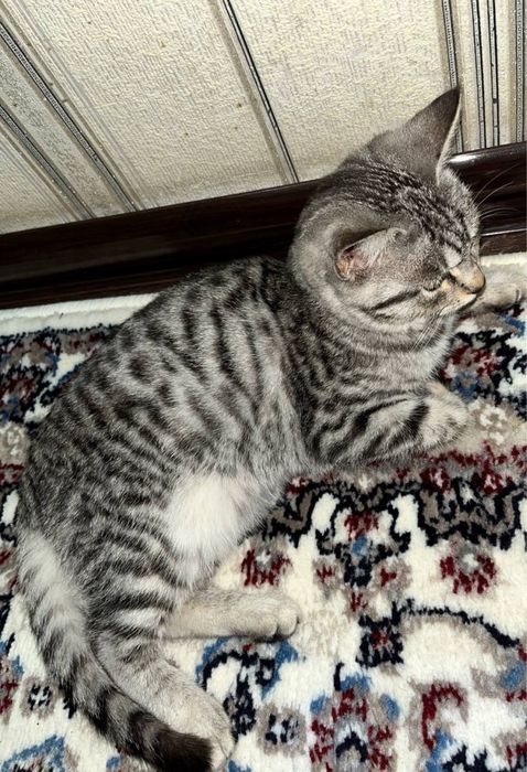 Yoshi 4oylik latoka ozi boradi odam bilan uhlashni yaxshi koradi