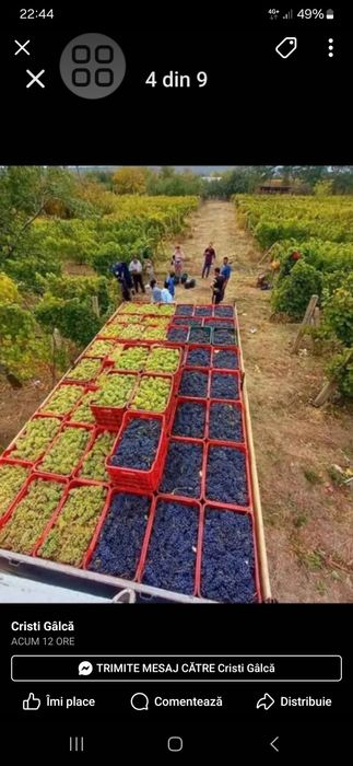 Struguri de vin .