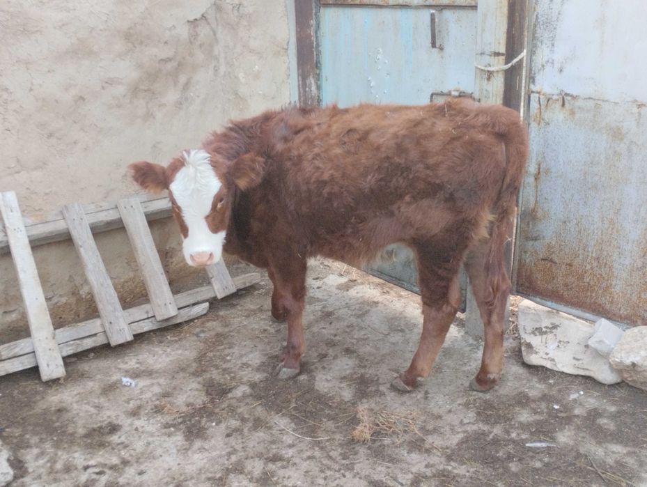 Ұрғашы баспақтар баспак сатылады