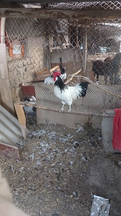 Lakadelfi va Brekirlar Xorozi Sotiladi