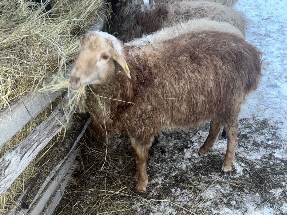 Продам баранов