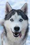 Super Oferta Husky Siberian la un pret modest