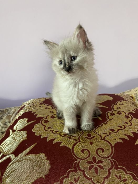 Невский Маскарадный кошечка