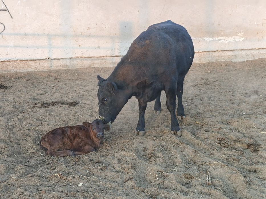 она бола ангус биринчи қорин