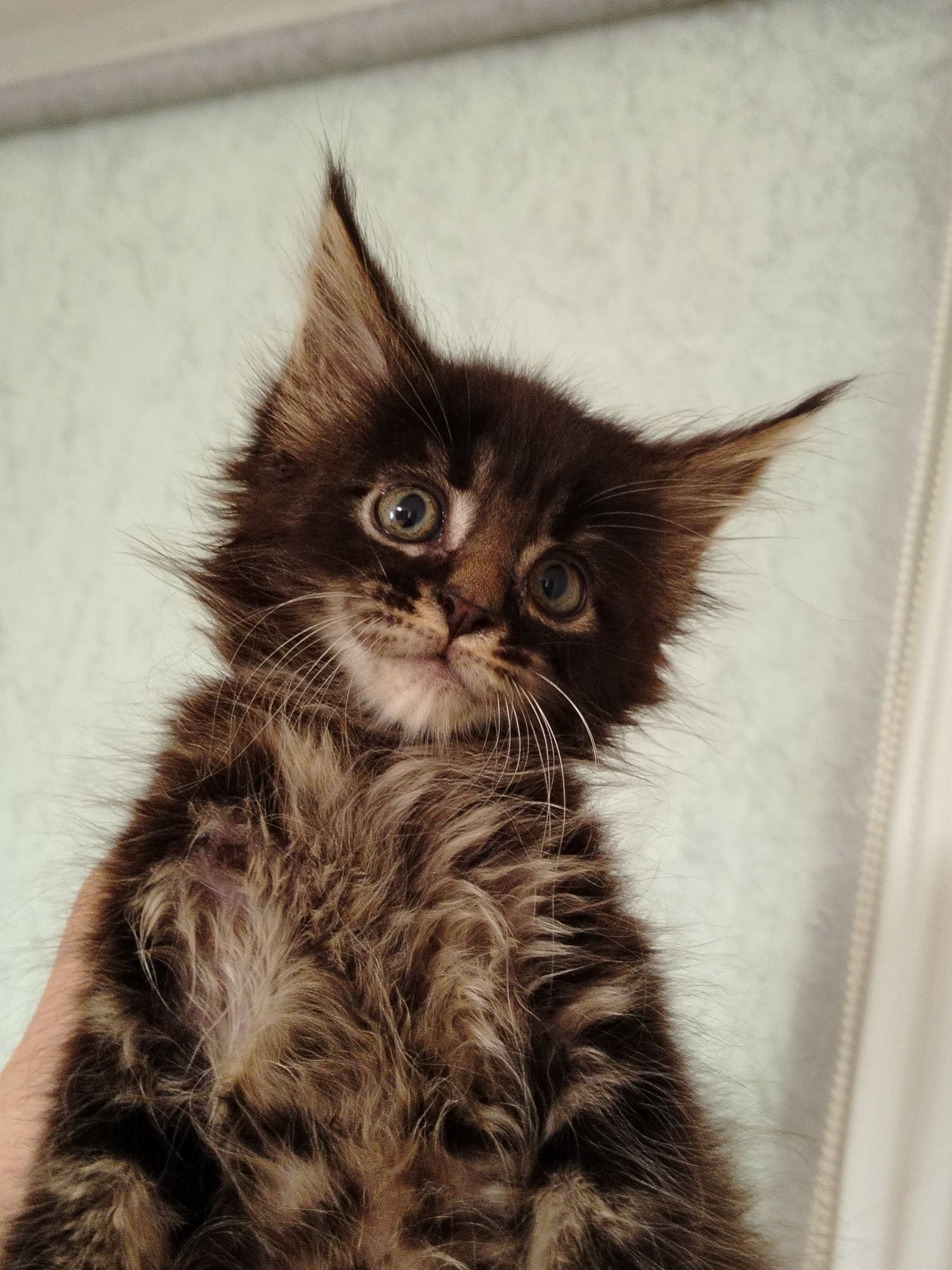 Котята Мейн куны из питомника