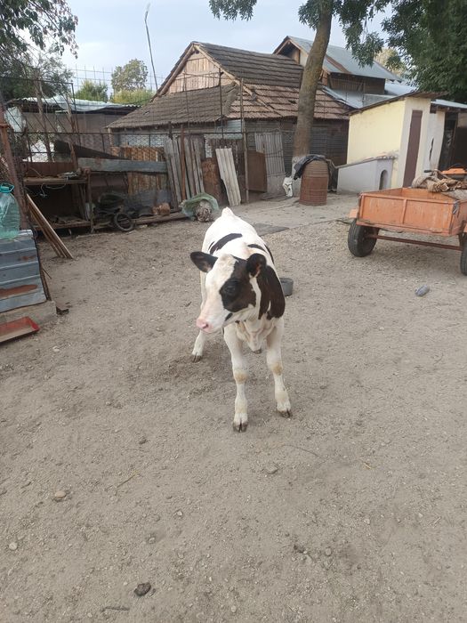 Vând vaca de lapte