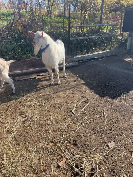 Tap frumos de vanzare