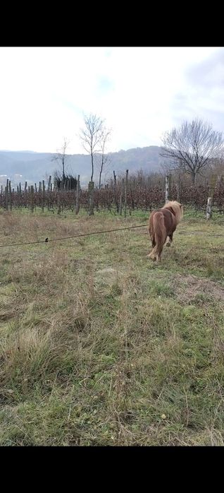 Vând ponei armăsar de 7 ani