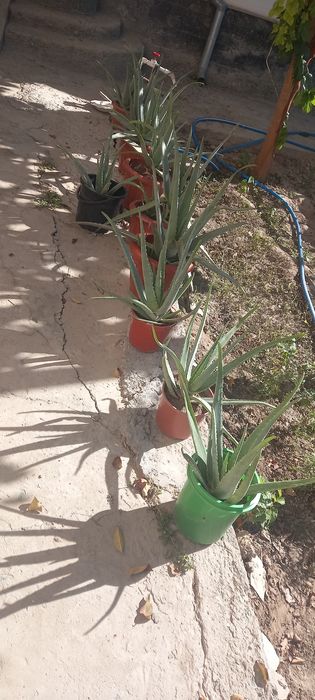 Aloe gullari chip chiroyli