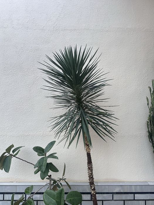 Юкка алоэлистная