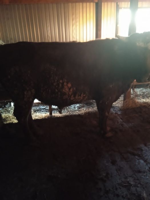 Продам быка с откорма