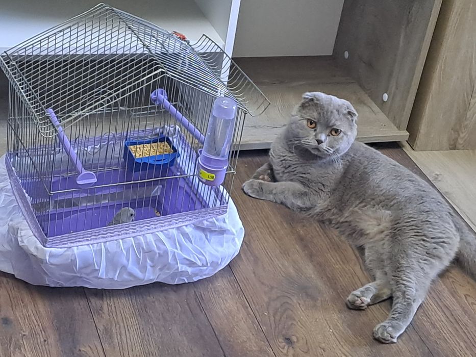 Шотладски клепоухи котета