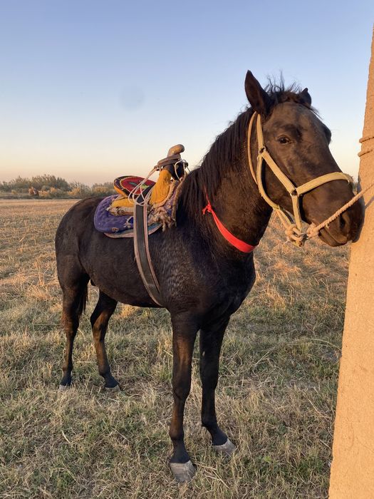 Qora bayir zoti yoshi 2.5 yosh