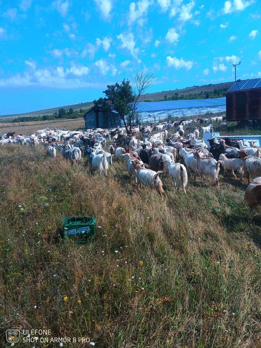 Vand capre foarte bune