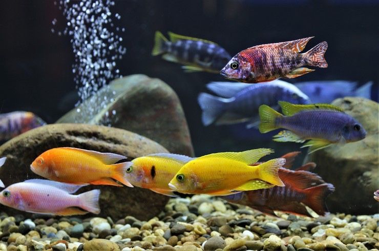 Цихлиды малавийские (хищные рыбки) в зоомагазине «Живая Природа»