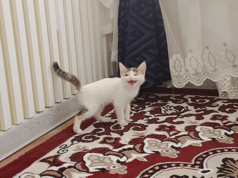 Ismi oqparcha 5oylik dastafka xizmati bor uy mushuki juda uyin qaroq